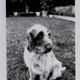 Illustration for article titled Shooting Challenge Pets Gallery 2